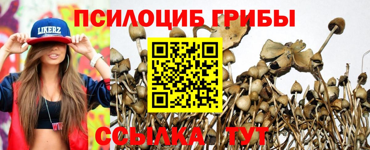 Псилоцибиновые грибы Cubensis  Вход с VPN  Киров 